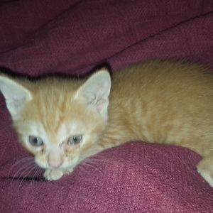 Meet your Posher, Anslye